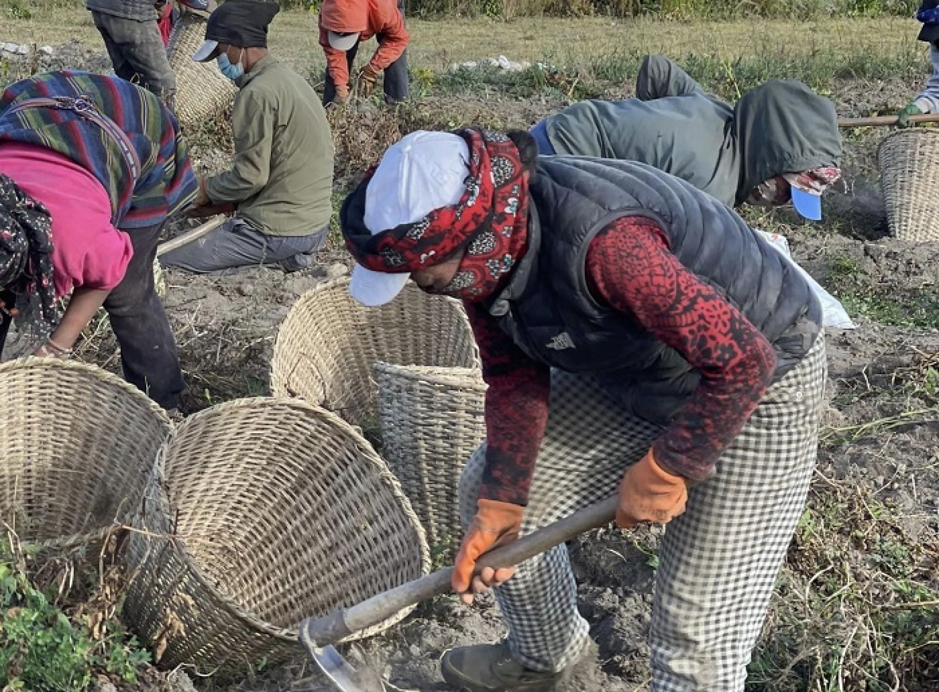 बाँझो जमिनमा सामूहिक आलुखेती गरी आम्दानी बढाउँदै मुस्ताङका किसान 